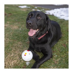Kikkerland juguete para perro bola de pollo DIG12